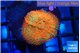 Rhodactis red super nova 3-6 cm WYSIWYG acclimaté
