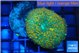 Rhodactis big leaf orange green 1 polyp WYSIWYG acclimaté