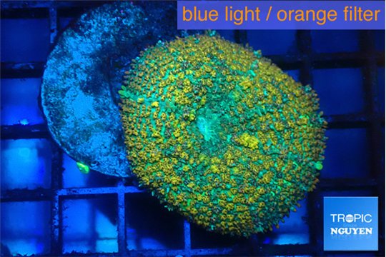 Rhodactis big leaf orange green 1 polyp WYSIWYG acclimaté