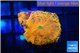 Rhodactis red blue superman 2 polyps WYSIWYG acclimaté