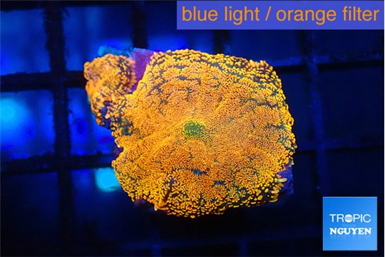 Rhodactis red blue superman 2 polyps WYSIWYG acclimaté