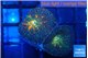 Rhodactis magma 2 polyps WYSIWYG acclimaté