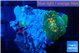 Rhodactis green & orange 2 polyps WYSIWYG acclimaté