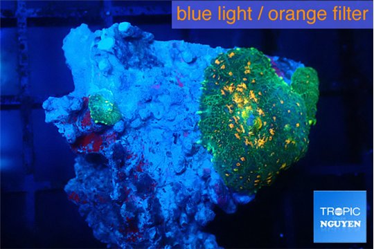 Rhodactis green & orange 2 polyps WYSIWYG acclimaté