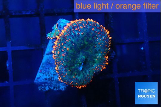 Rhodactis flash burn 1 polyp WYSIWYG acclimaté