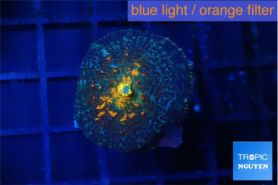 Rhodactis magma 1 polyp WYSIWYG acclimaté