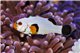 Amphiprion Percula platinium 3-4