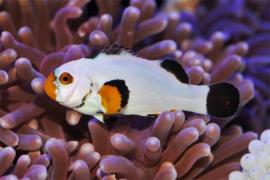 Amphiprion percula platinum élevage le couple