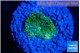 Ricordea floridae green small polyp 1 polyp WYSIWYG acclimaté