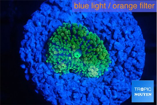 Ricordea floridae green small polyp 1 polyp WYSIWYG acclimaté