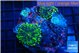 Ricordea yuma green purple 2-3 polyps WYSIWYG acclimaté