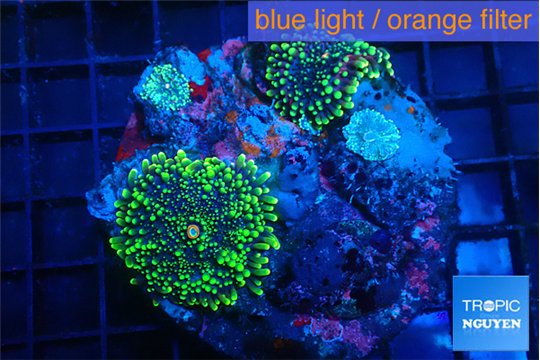 Ricordea yuma green purple 2-3 polyps WYSIWYG acclimaté