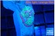 Ricordea yuma rainbow 1 polyp WYSIWYG acclimaté