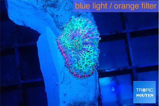 Ricordea yuma rainbow 1 polyp WYSIWYG acclimaté