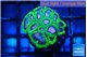 Favia space monkey 2-4 cm WYSIWYG acclimaté