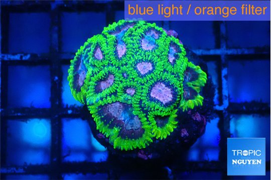 Favia space monkey 2-4 cm WYSIWYG acclimaté