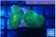 Rhodactis green gold 2 polyps WYSIWYG acclimaté