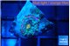 Ricordea yuma rainbow small polyp 1 polyp WYSIWYG acclimaté