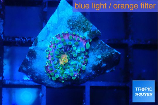 Ricordea yuma rainbow small polyp 1 polyp WYSIWYG acclimaté