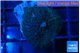 Rhodactis dark blue 1 polyp WYSIWYG acclimaté