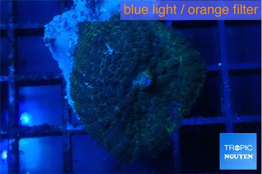Rhodactis dark blue 1 polyp WYSIWYG acclimaté