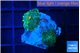 Rhodactis green & orange 2 polyps WYSIWYG acclimaté