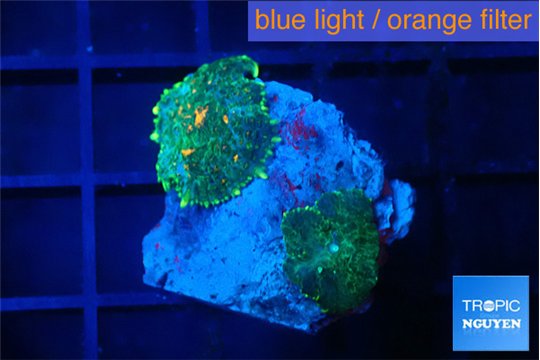 Rhodactis green & orange 2 polyps WYSIWYG acclimaté