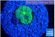 Ricordea floridae green small polyp 1 polyp WYSIWYG acclimaté