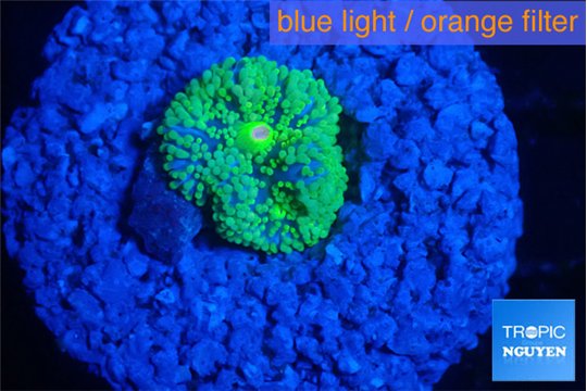 Ricordea floridae green small polyp 1 polyp WYSIWYG acclimaté