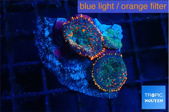 Rhodactis flash burn 2 polyps WYSIWYG acclimaté