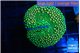 Ricordea floridae green 1 polyp WYSIWYG acclimaté