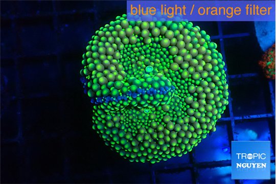 Ricordea floridae green 1 polyp WYSIWYG acclimaté