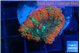 Rhodactis red green premium 3-5 cm WYSIWYG acclimaté