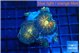 Rhodactis magma 3-4 polyps WYSIWYG acclimaté