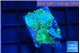 Rhodactis green gold 2 polyps WYSIWYG acclimaté