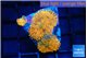 Rhodactis red blue superman small polyps 3 polyps WYSIWYG acclimaté