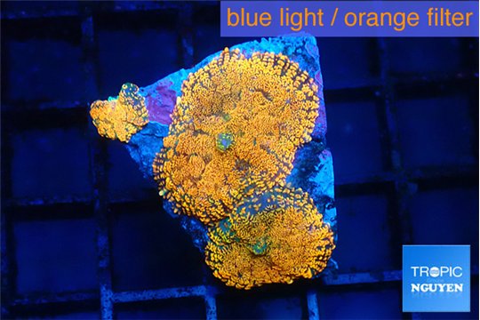 Rhodactis red blue superman small polyps 3 polyps WYSIWYG acclimaté