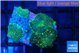 Rhodactis green gold 4 polyps WYSIWYG acclimaté