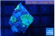 Rhodactis green gold small polyps 3 polyps WYSIWYG acclimaté