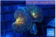 Rhodactis magma 2 polyps WYSIWYG acclimaté