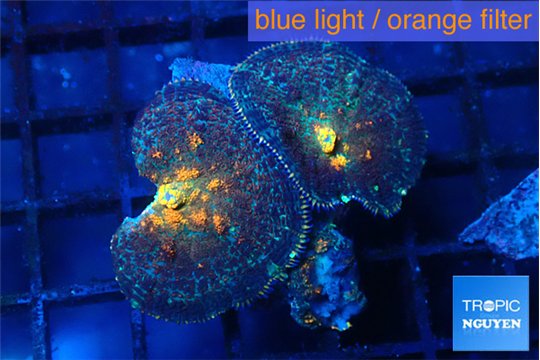 Rhodactis magma 2 polyps WYSIWYG acclimaté