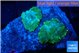 Rhodactis green gold 2 polyps WYSIWYG acclimaté