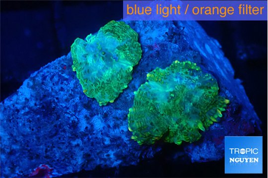 Rhodactis green gold 2 polyps WYSIWYG acclimaté