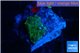 Rhodactis green 1 polyp WYSIWYG acclimaté