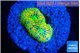 Ricordea floridae rainbow 1 polyp WYSIWYG acclimaté