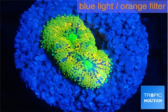 Ricordea floridae rainbow 1 polyp WYSIWYG acclimaté