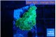 Rhodactis green gold 1 polyp WYSIWYG acclimaté