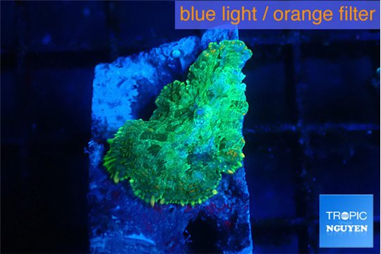 Rhodactis green gold 1 polyp WYSIWYG acclimaté