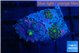 Ricordea yuma pink purple 3 polyps WYSIWYG acclimaté