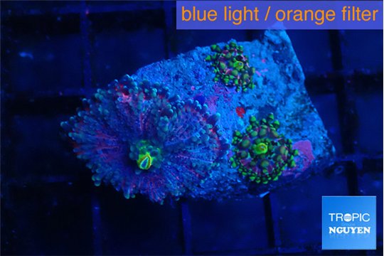 Ricordea yuma pink purple 3 polyps WYSIWYG acclimaté